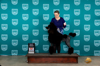 Poodle Std #338 Sat BM Judge Joseph Gubry
