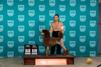 Poodle Std #347 Fri BOWCH Judge Karen Hynek