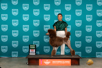 Poodle Std #347 Sat G3 Judge Polly Drake Jones