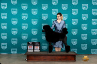 Poodle Std #384 Sat BOBCH Judge Joseph Gubry