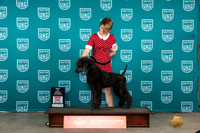 Poodle Std #527 Sat1 BOBBV Judge Joseph Gubry