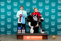 Poodle Std MC #123 Sat G1TD Judge Joe Gubry