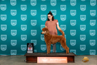Poodle Std MC #315 Fri BOW Judge Carianna Glenn