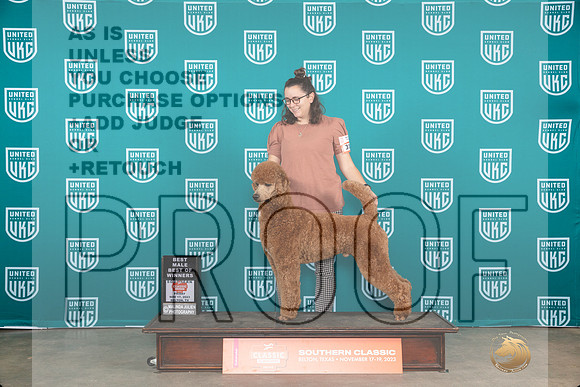 Poodle Std MC #315 Fri BOW Judge Carianna Glenn__JP_2832_UKCBelton2023-HR3