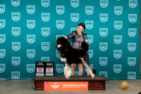 Poodle Std MC #276 Sat BBECH Judge Polly Drake Jones