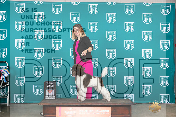 Poodle Std MC #509 Sat BM Judge Joseph Gubry__JP_3500_UKCBelton2023-HR3