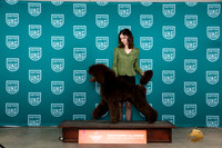 Poodle Std no win but he's pretty