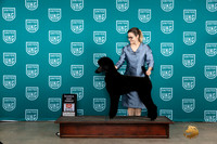 Poodle std #385 Sat RBF Judge Joseph Gubry