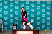 Poodle Std MC #509 Sat BM Judge Joseph Gubry