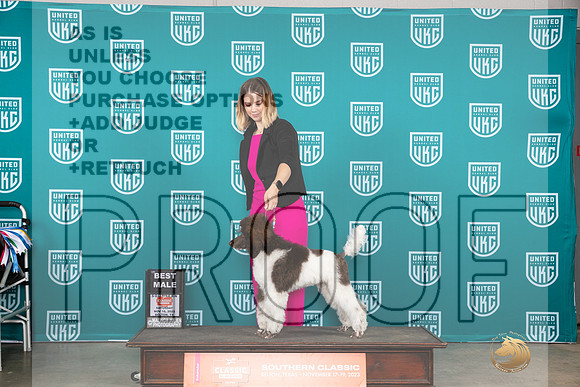 Poodle Std MC #509 Sat BM Judge Joseph Gubry__JP_3499_UKCBelton2023-HR3
