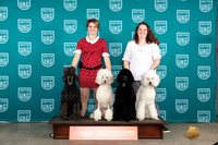 Poodles #329 Sat