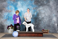 Bedlingnton Terrier #10 Sat OHG2 Judge Donelle Richards