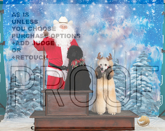 Poodles Std #352 Sat Santa__JP_3320_UKCBelton2023-HR3
