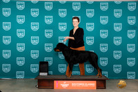 Rottweiler #? TD Sun