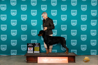 Rottweiler #191 Fri BFBOBG4 Judge Antonio Raposo