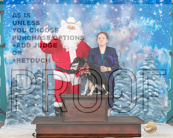 Saluki Sat Santa__JP_3312_UKCBelton2023-HR3