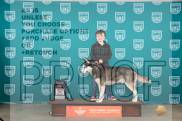 Siberian Husky #620 Sun PJr Judge Karen Hynek__JP_4004_UKCBelton2023-HR3