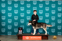 Siberian Husky #620 Sun PJr Judge Karen Hynek