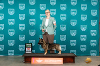 Swedish Vallhund #262 Sat G3 Judge Carianna Glenn