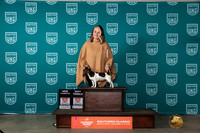 Teddy Roosevelt Terrier #311 BFCH Judge Nina Marie Scherrer
