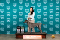 Thai Ridgeback #159 Fri CHG3 Judge Karen Hynek