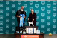 Toy Fox Terrier #? National Judge Matthew Proctor
