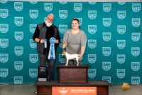 Toy Fox Terrier #? TFT National