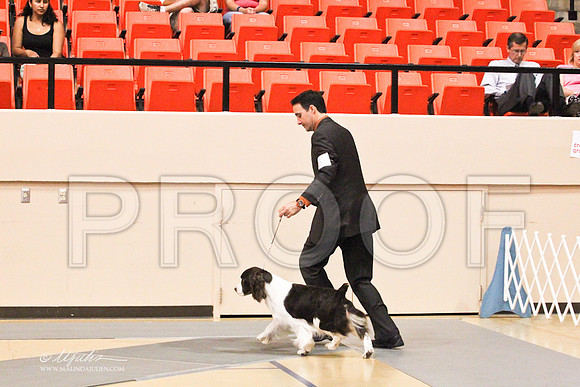 Spaniels(EngSpri)-4601LR