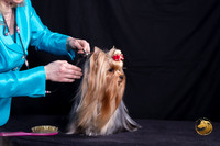 Yorkshire Terrier Michelle Shute