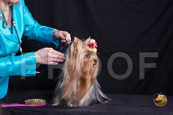 Yorkshire Terrier Michelle Shute_SSR_6340-©MalindaJulien.com-HR3