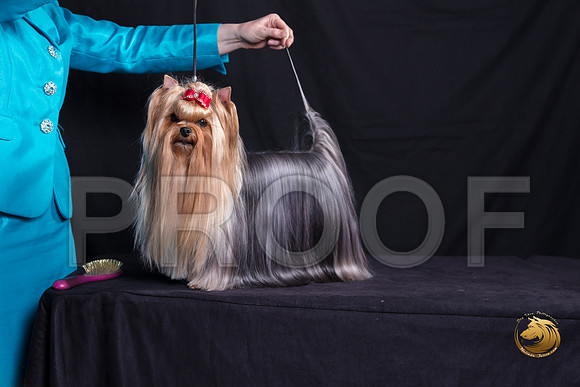 Yorkshire Terrier Michelle Shute_SSR_6348-©MalindaJulien.com-HR3