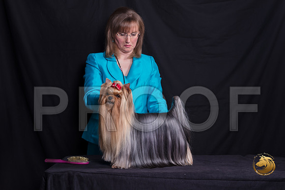Yorkshire Terrier Michelle Shute_SSR_6350-©MalindaJulien.com-HR3