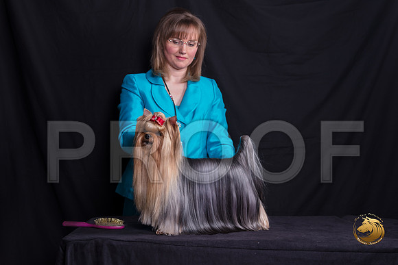 Yorkshire Terrier Michelle Shute_SSR_6351-©MalindaJulien.com-HR3