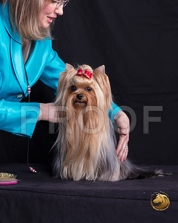 Yorkshire Terrier Michelle Shute_SSR_6356-©MalindaJulien.com-HR3