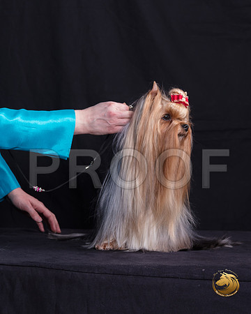 Yorkshire Terrier Michelle Shute_SSR_6361-©MalindaJulien.com-HR3