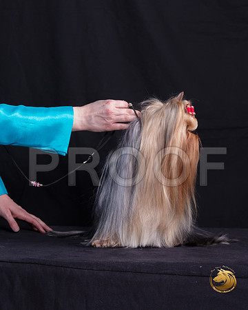 Yorkshire Terrier Michelle Shute_SSR_6362-©MalindaJulien.com-HR3