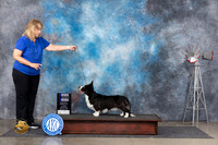 Cardigan Welsh Corgi #8 Thurs QQQ Judge ?