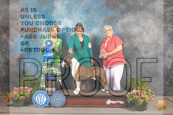 American Staffordshire Terrier #19 Sun G1 Judge Anne Bolus_MJ_1529_SA_2022_HR3