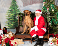 Rhodesian Ridgeback Sat 3