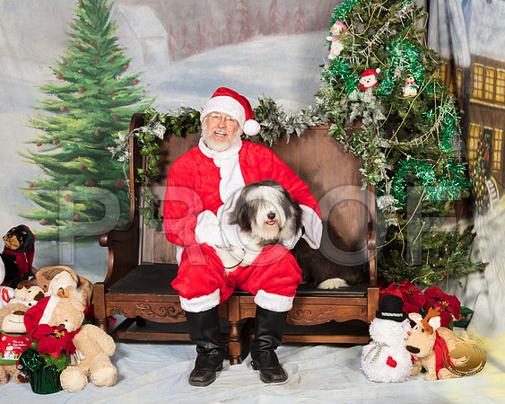 Bearded Collie Kristin Barnes_SSR_6635-©MalindaJulien.com-HR3