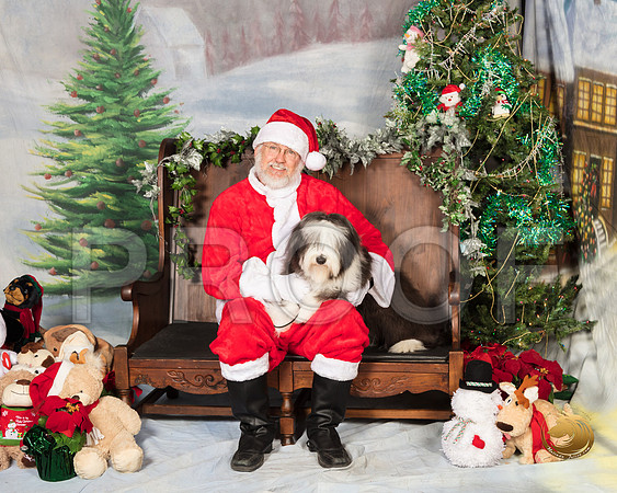 Bearded Collie Kristin Barnes_SSR_6636-©MalindaJulien.com-HR3