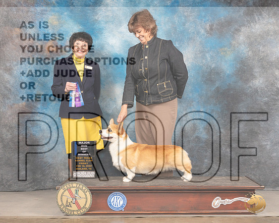 Pembroke Welsh Corgi #19 Fri BOW Judge Barbara AldermanMMJ_3349_Mdlnd2022_HR3