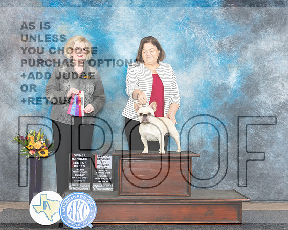 French Bulldog #8 Sun WBBOSOHBOB Judge Vicki Abbott_JP_0027_Abilene_2024-HR3