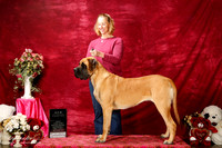 Mastiff Sun S1 New Ch Jennifer Landen