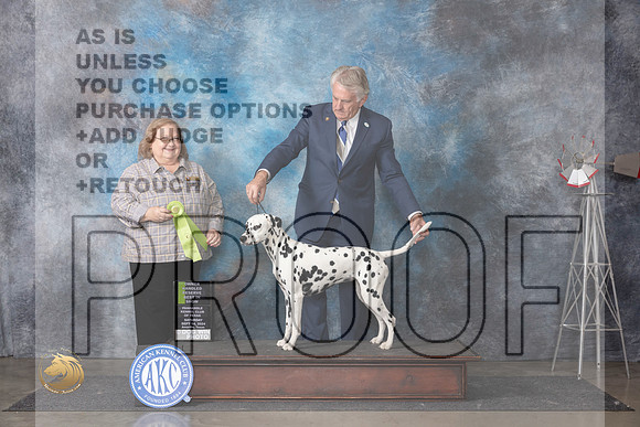Dalmatian #6 Sat OHRBIS Judge Ann Roth__JP_6097_Amarillo_2024_HR3