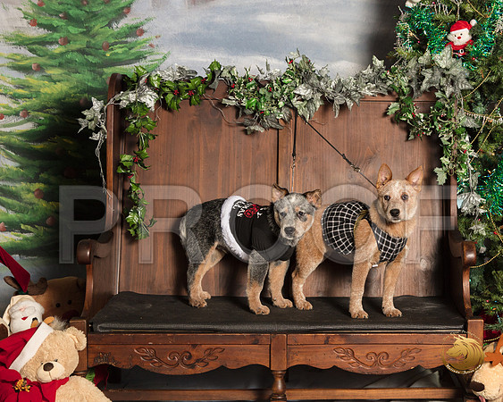 Australian Cattle Dogs Doc Vinson_SSR_6718-©MalindaJulien.com-HR3