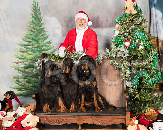 Gordon Setters Sat_SSR_6862-©MalindaJulien.com-HR3