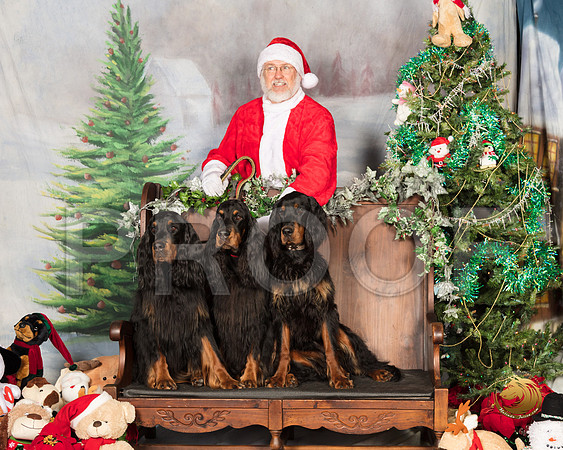 Gordon Setters Sat_SSR_6863-©MalindaJulien.com-HR3