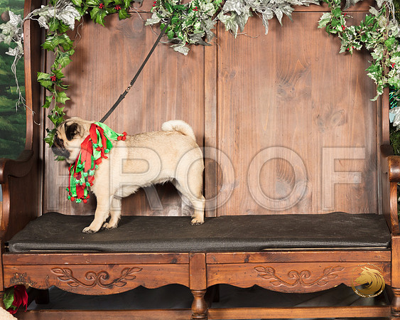 Pug Verjean_SSR_6881-©MalindaJulien.com-HR3