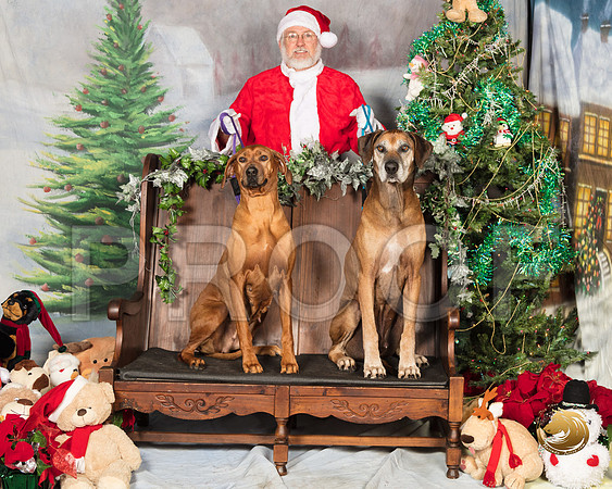 Rhodesian Ridgeback Sat Heather Mac Phail Hoya Fiona_SSR_6750-©MalindaJulien.com-HR3
